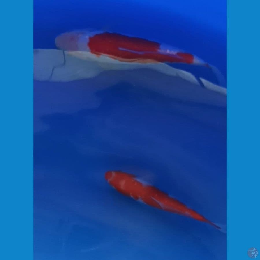 Paketan Kohaku 15bu-20bu Majestic Koi Farm
