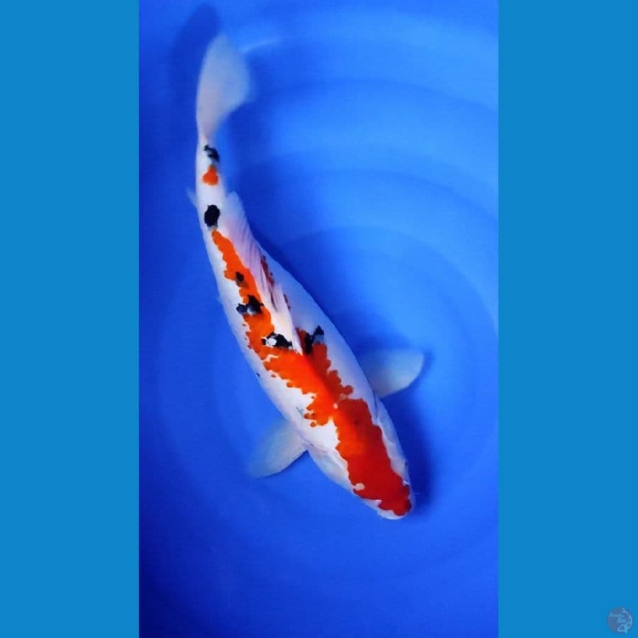 Sanke.. 45cm. female™