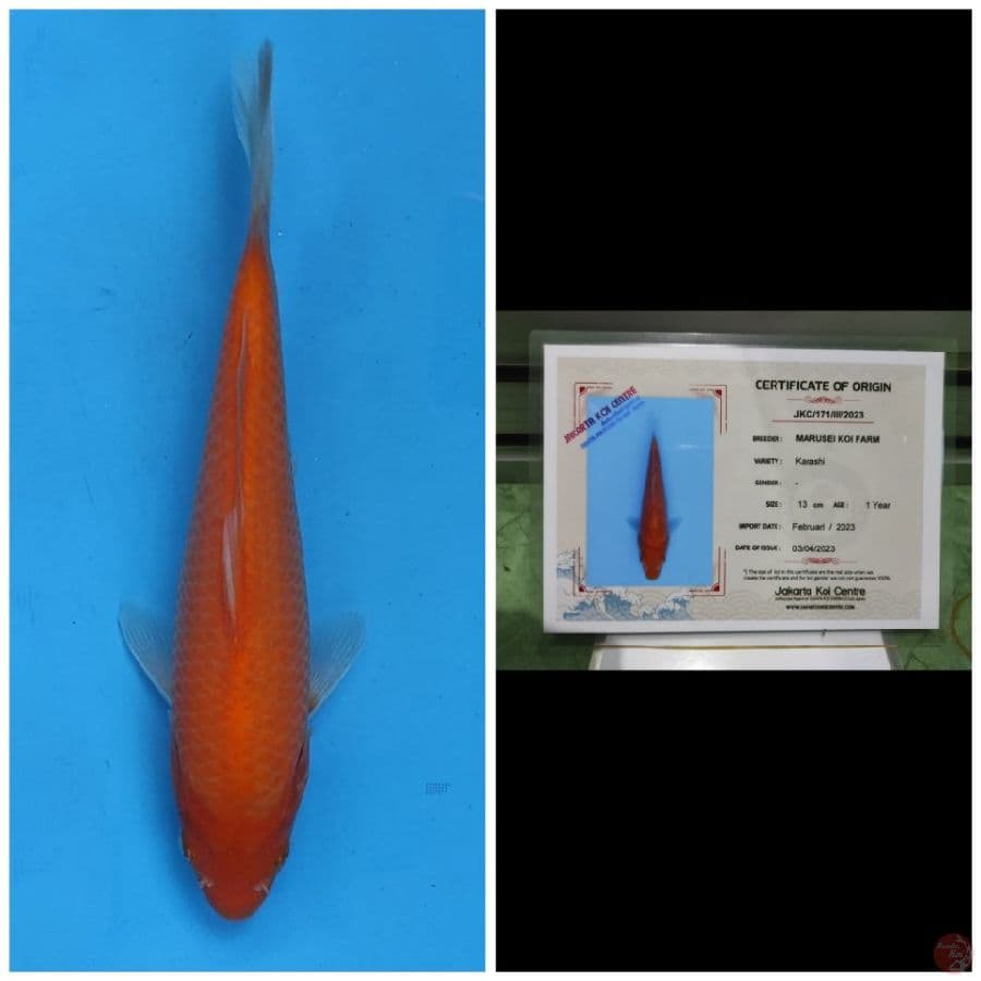 Marusei Red Karashi