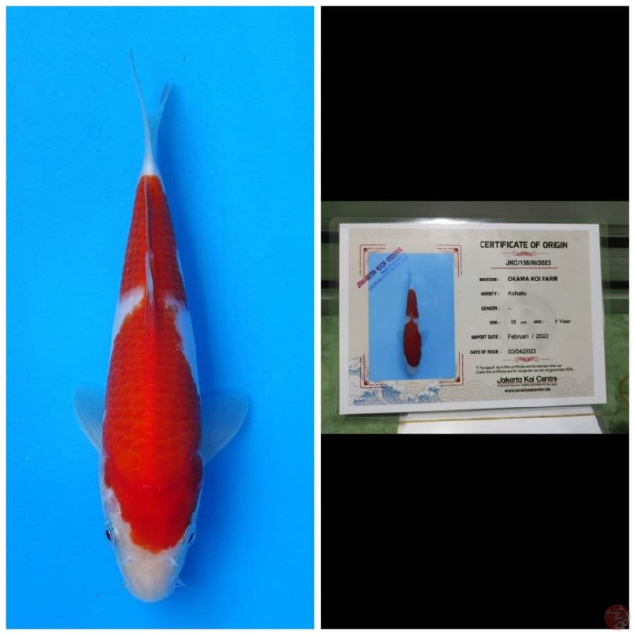 Okawa Kohaku