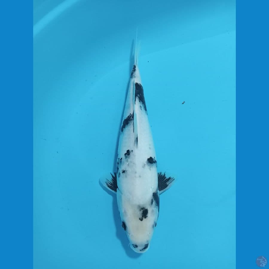 SHIRO 32 CM ISTIMEWA