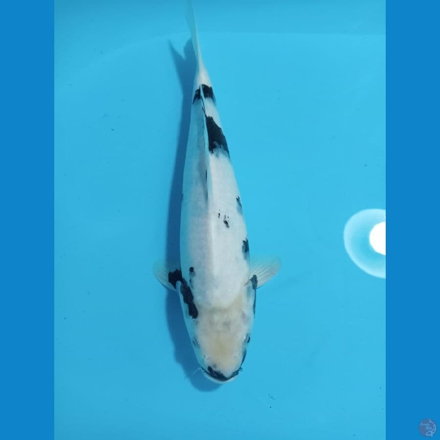 SHIRO 32 CM
