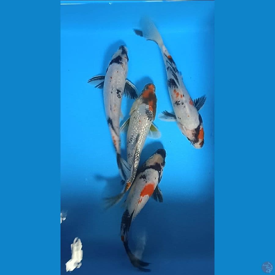 showa tategoi size : 24 25 cm