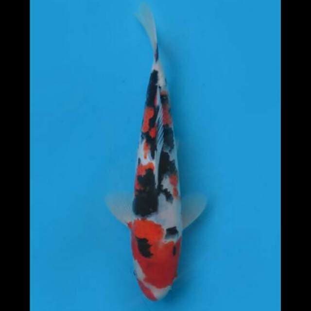 25cm Male - F1 Taisho Sanke Hq