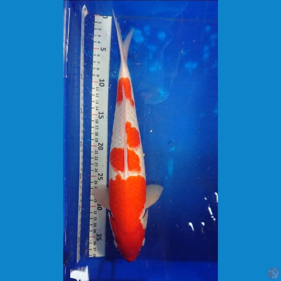 37cm kohaku