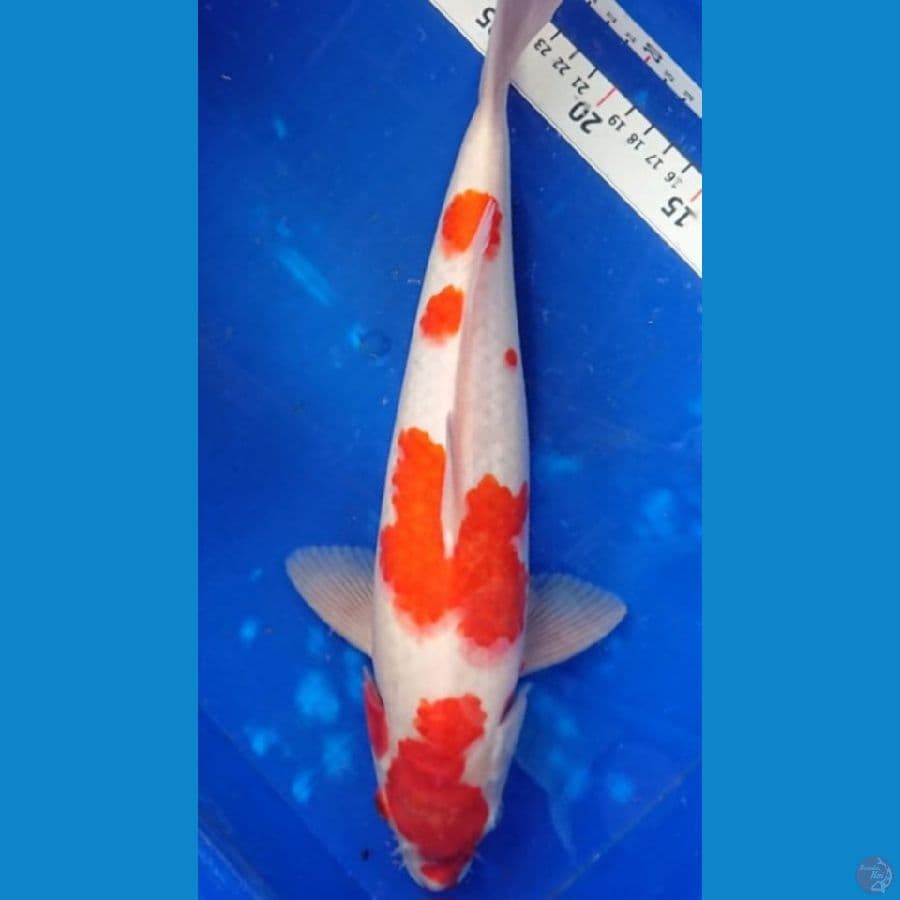 37cm kohaku jantan