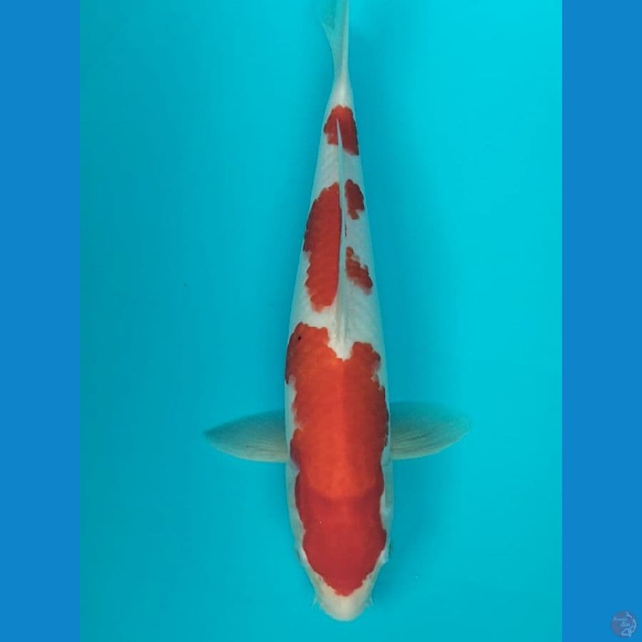 kohaku 36cm M