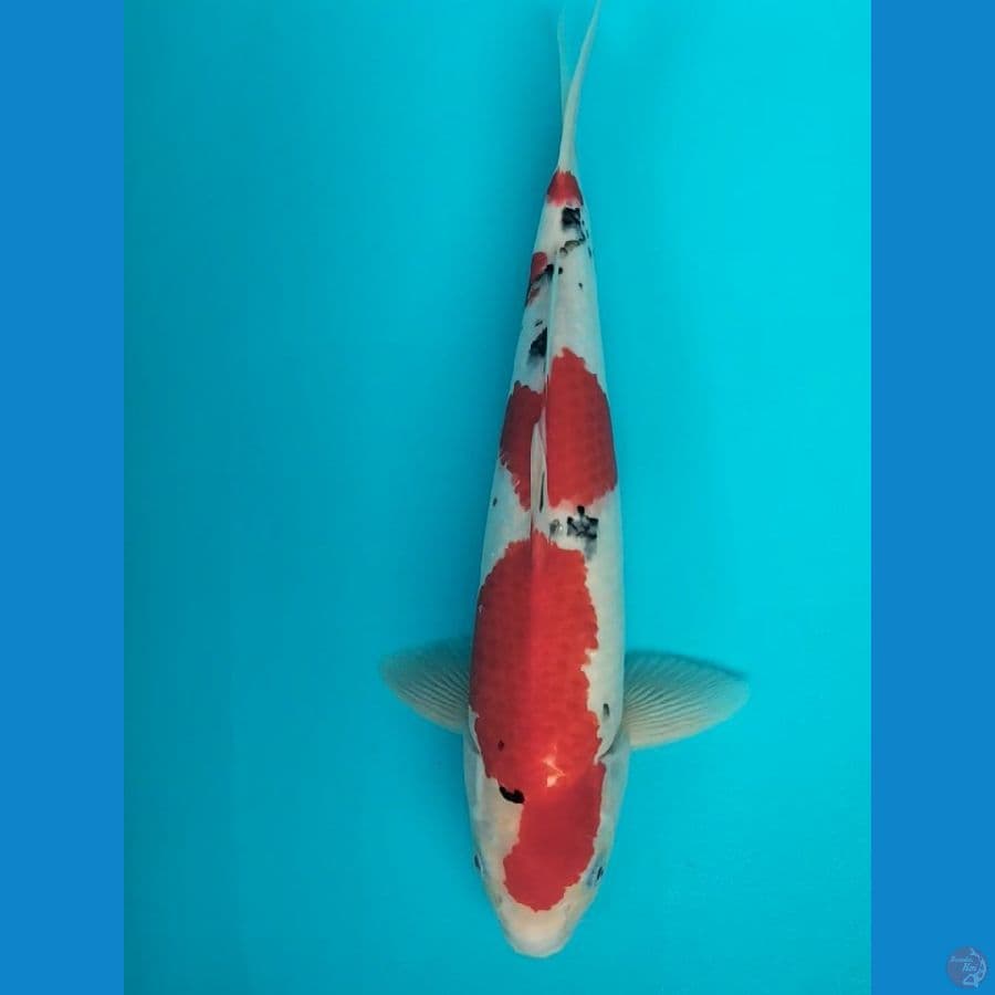 Sanke 37cm M