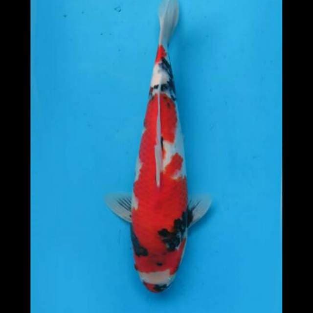 38cm Female - Hq F1 Showa