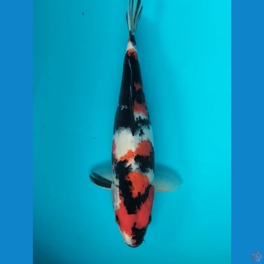 Showa 38cm F