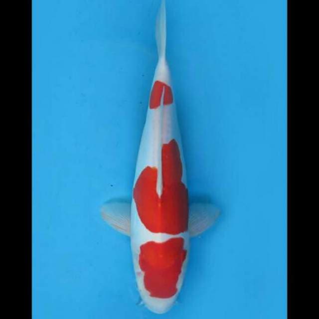 35cm Female - Kohaku doitsu Sandan Murni