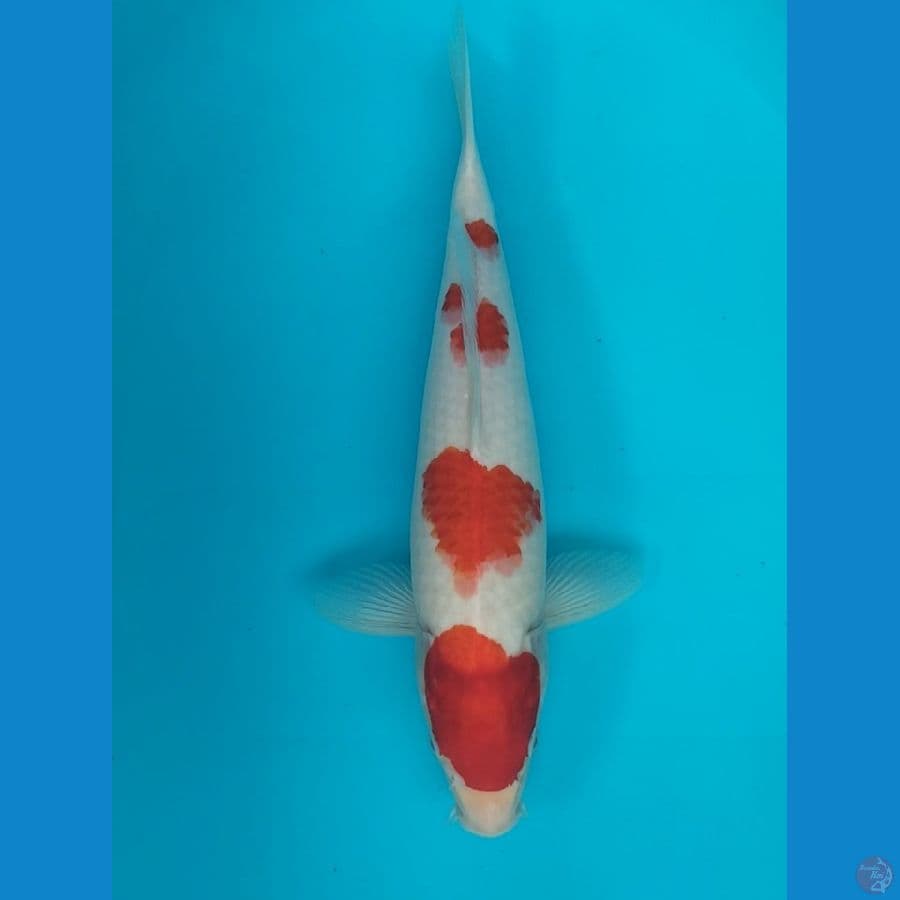 Kohaku 38cm F