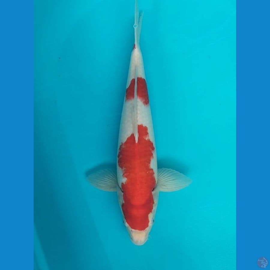 Kohaku 38cm F