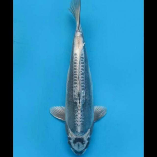 34cm Female - Super Kawarimono Antik