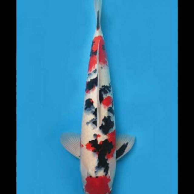 52cm Male - Maruten Sanke Jumbo