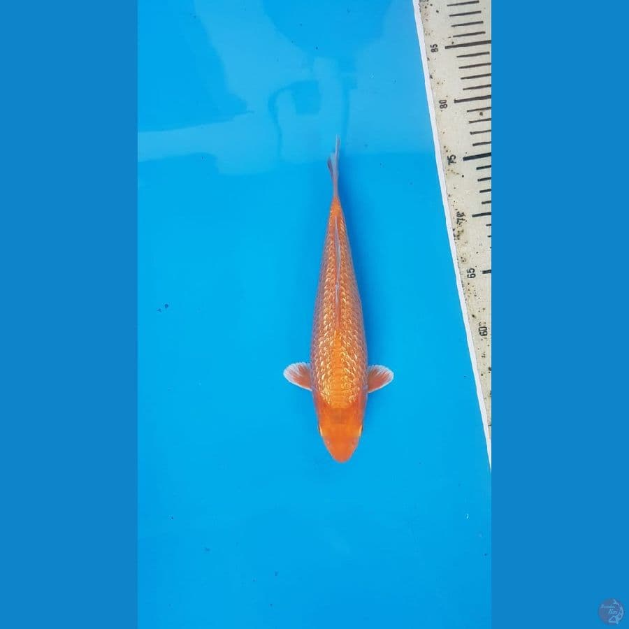 Super red karamel fuull ginrin 25cm male SQ