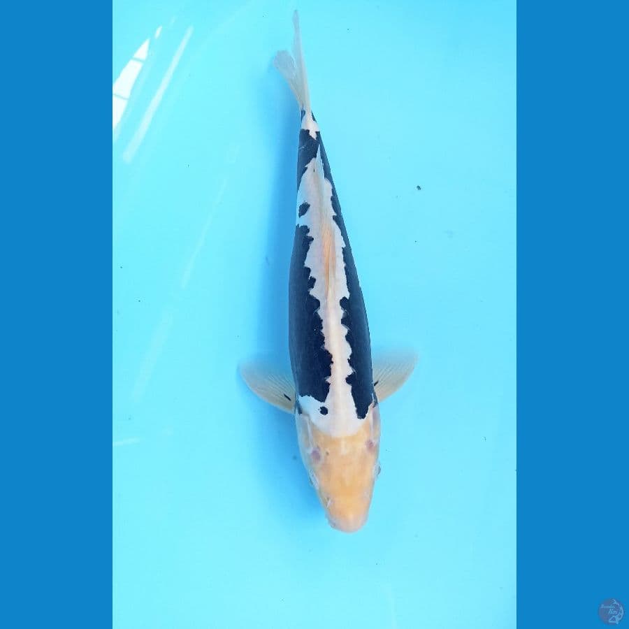 kumon 31cm