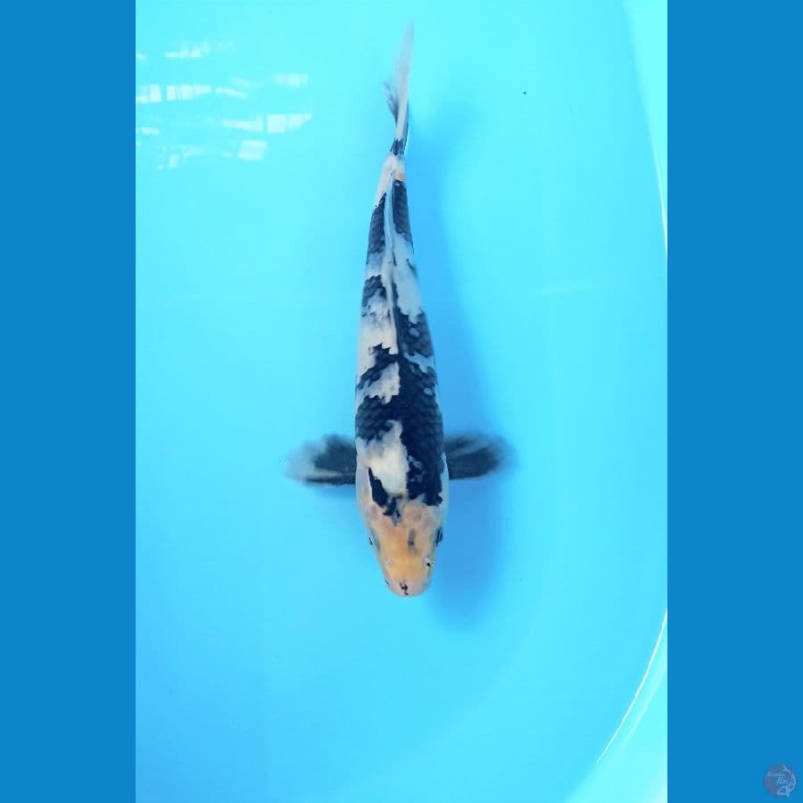 Shiro 31cm
