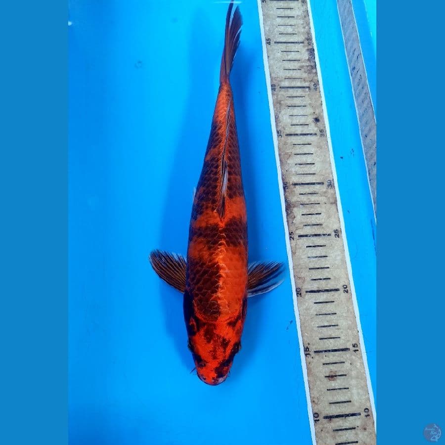 Hikari utsuri 32cm