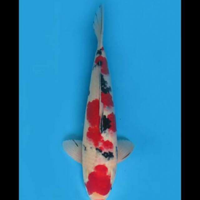 43cm Male - Super Red Sanke