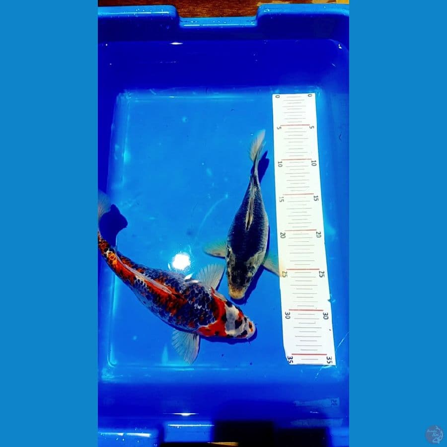 shotbodiy 22 27 cm