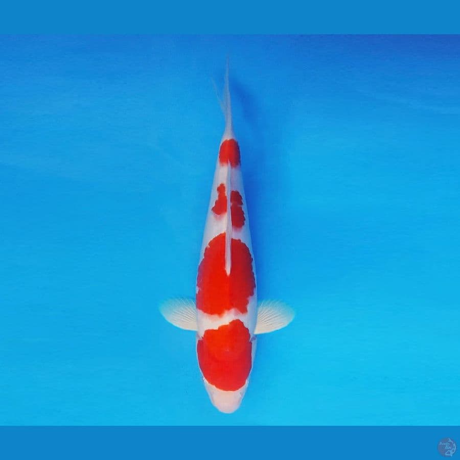 RONIN 5 ~ Kohaku 30 cm/fm ™