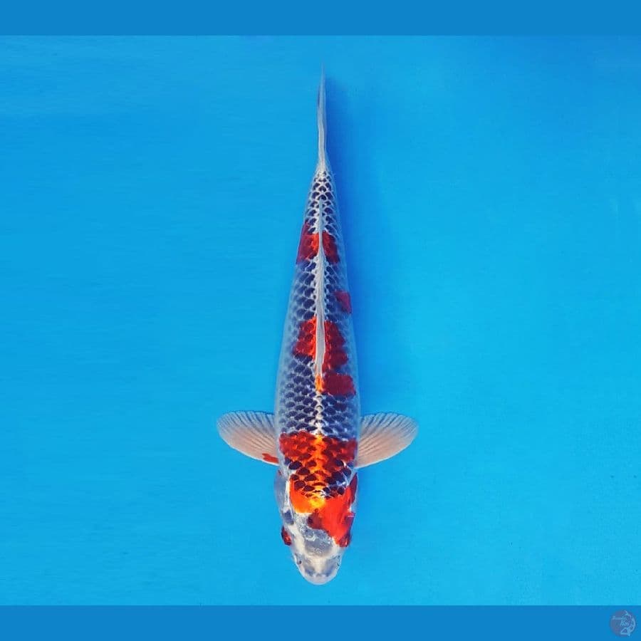 RONIN 7 ~ Kujaku 30 cm/male ™