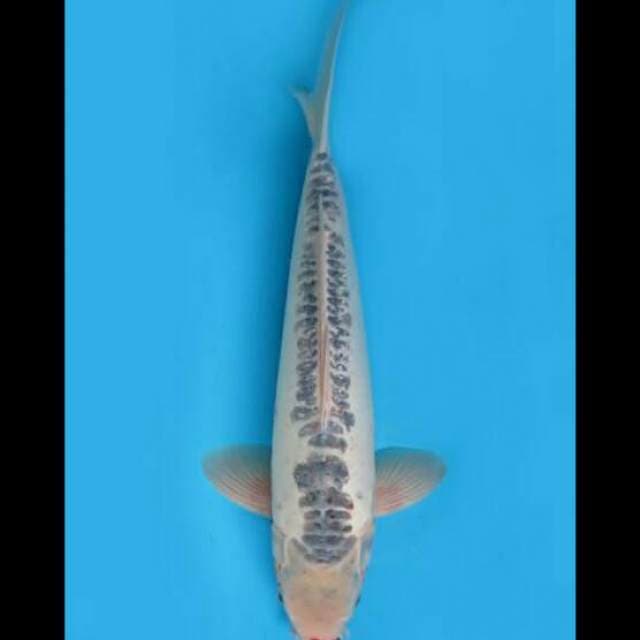 41cm Male - F1 Jumbo Shusui