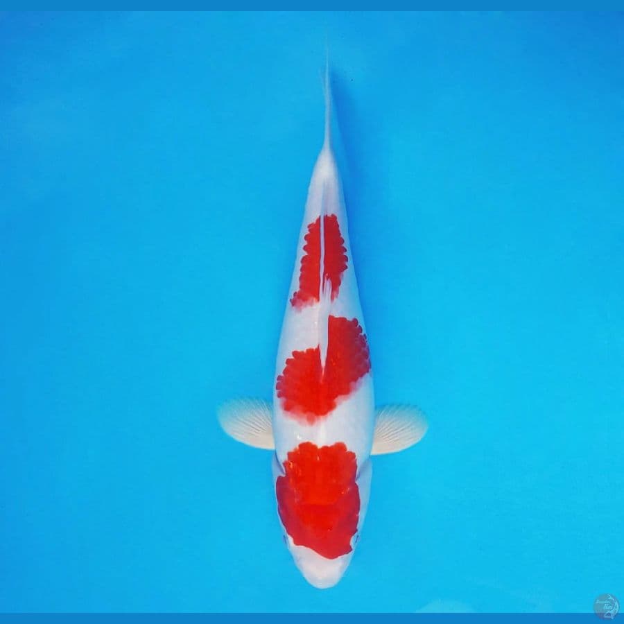 RONIN 12 ~ Kohaku 36 cm/fm ™