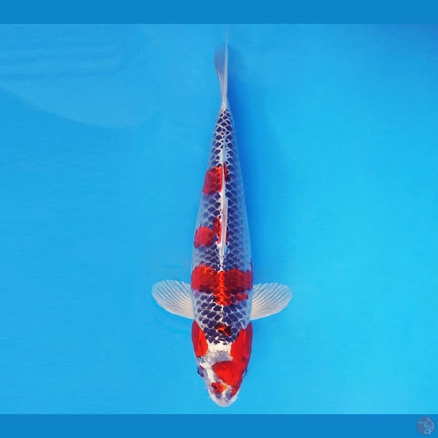RONIN 13 ~ Kujaku 26 cm/fm ™