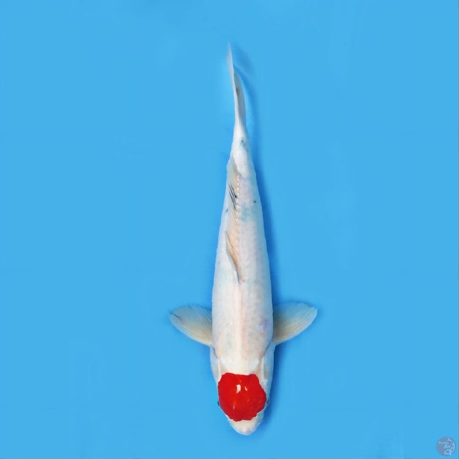 tanco sanke tategoi 45cm
