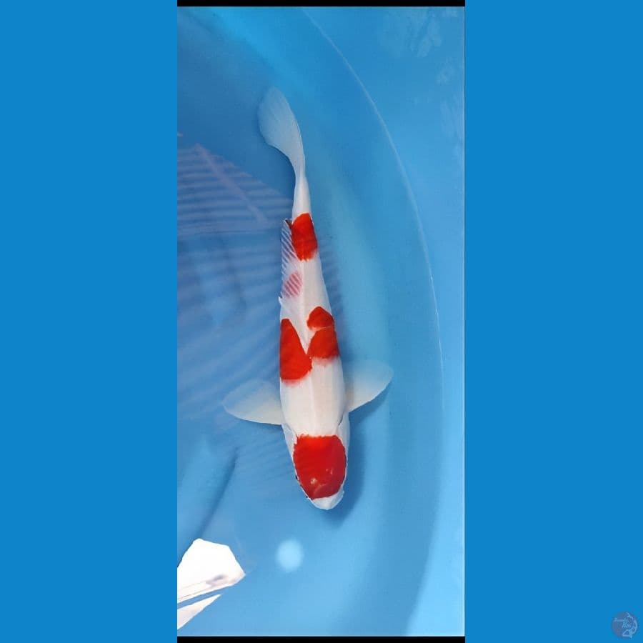 kohaku sisik 43 cm jantan