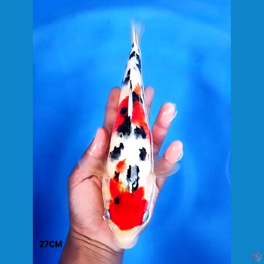 Maruten Sanke 27CM