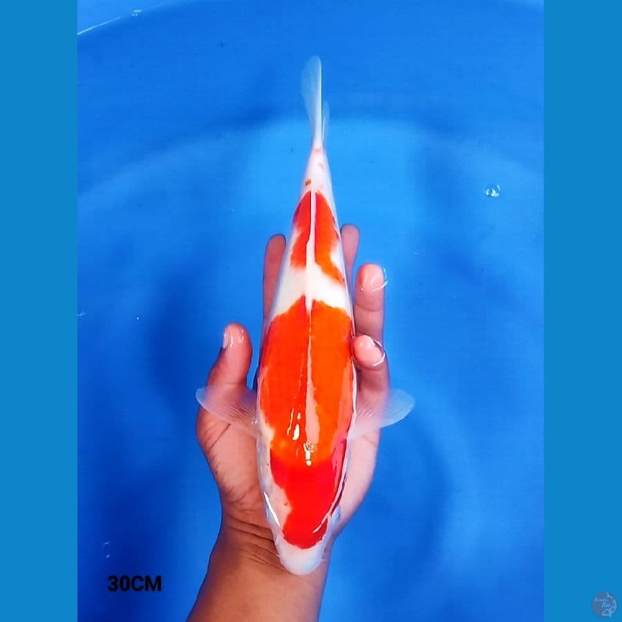 Sandan Kohaku 30CM
