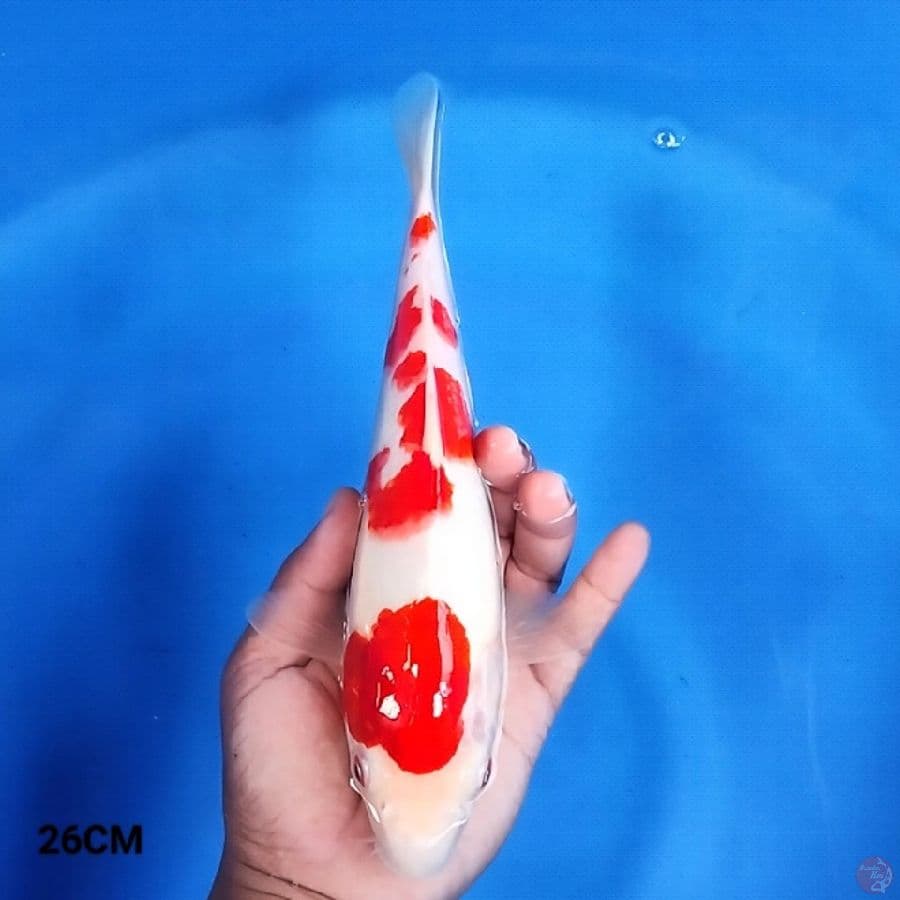 Kohaku 26CM