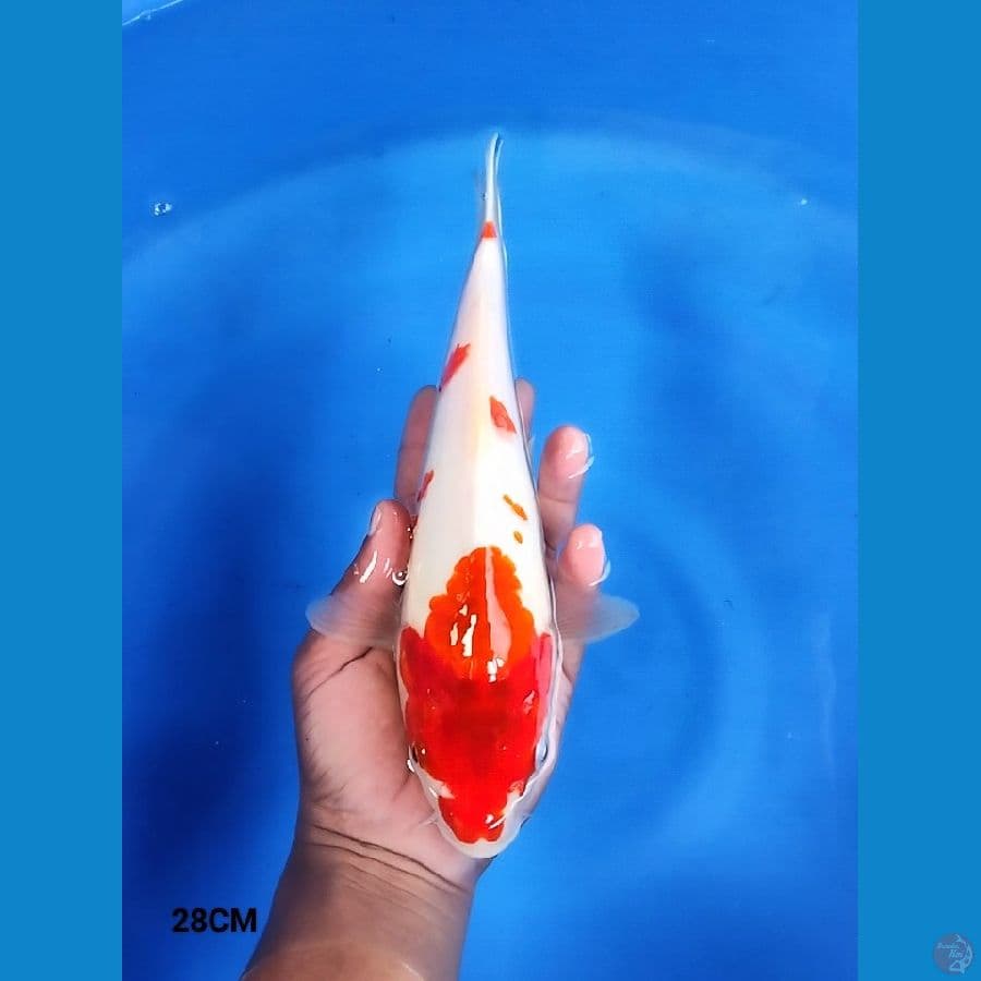 Ai Goromo 28CM
