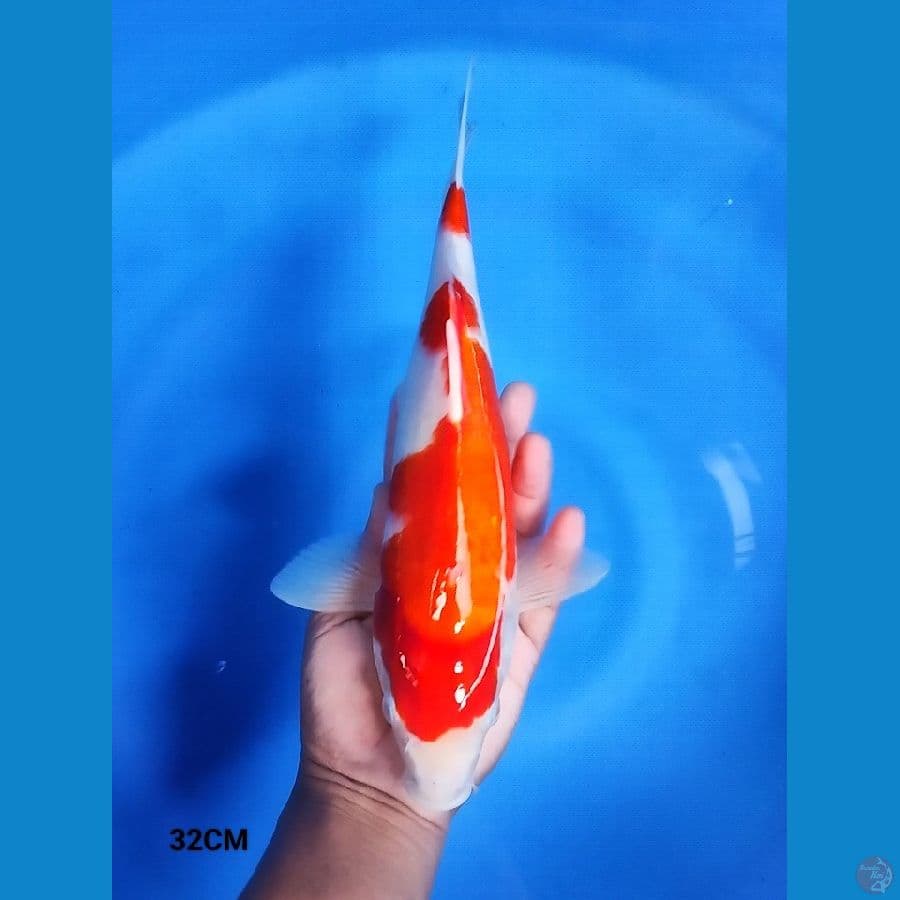 Kohaku 32CM