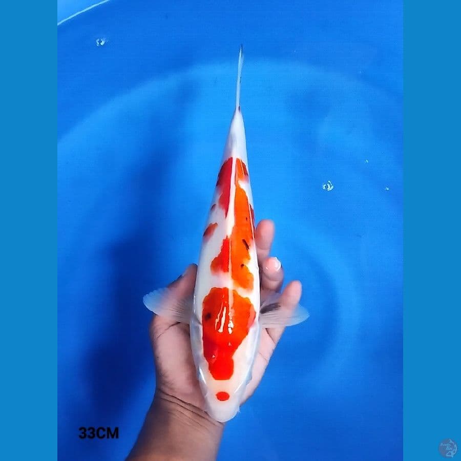 Kucibeni Sanke 33CM