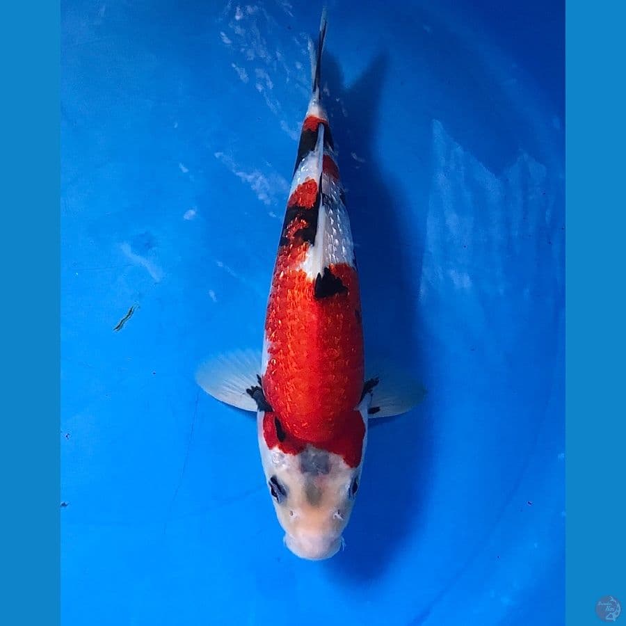 showa ginrin male 29cm