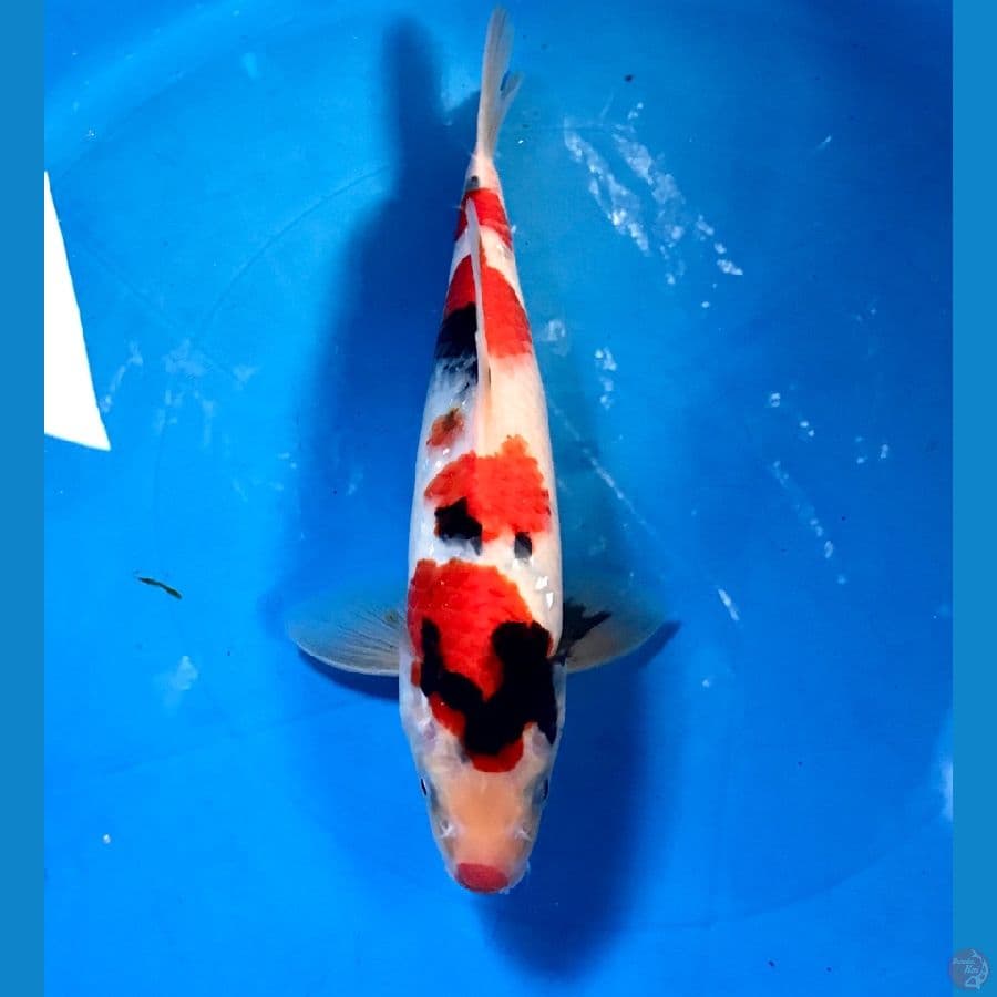 showa male 30cm