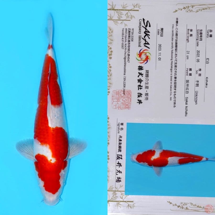 SAKAI KOHAKU INAZUMA 40CM HQ (koleksi pribadi)