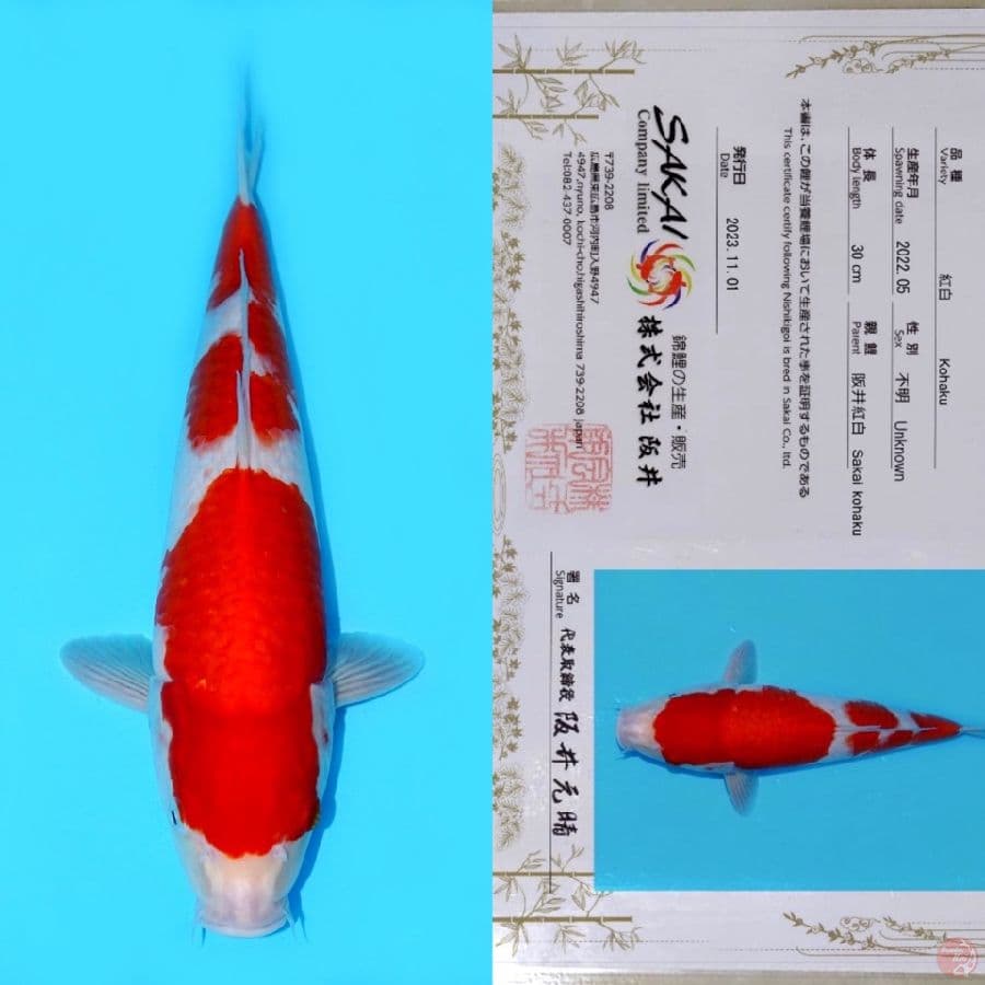 SAKAI KOHAKU HQ 39CM (koleksi pribadi)