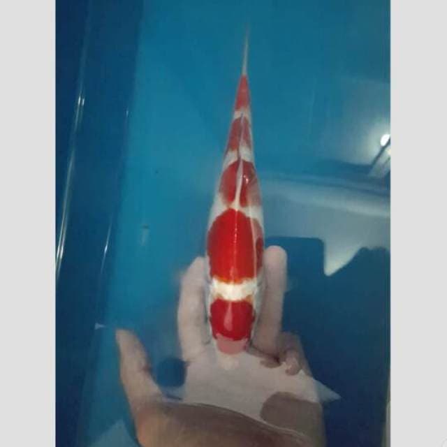 kohaku super 5step sisik dan warna asli merah