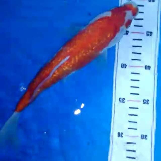 Kohaku gindrin