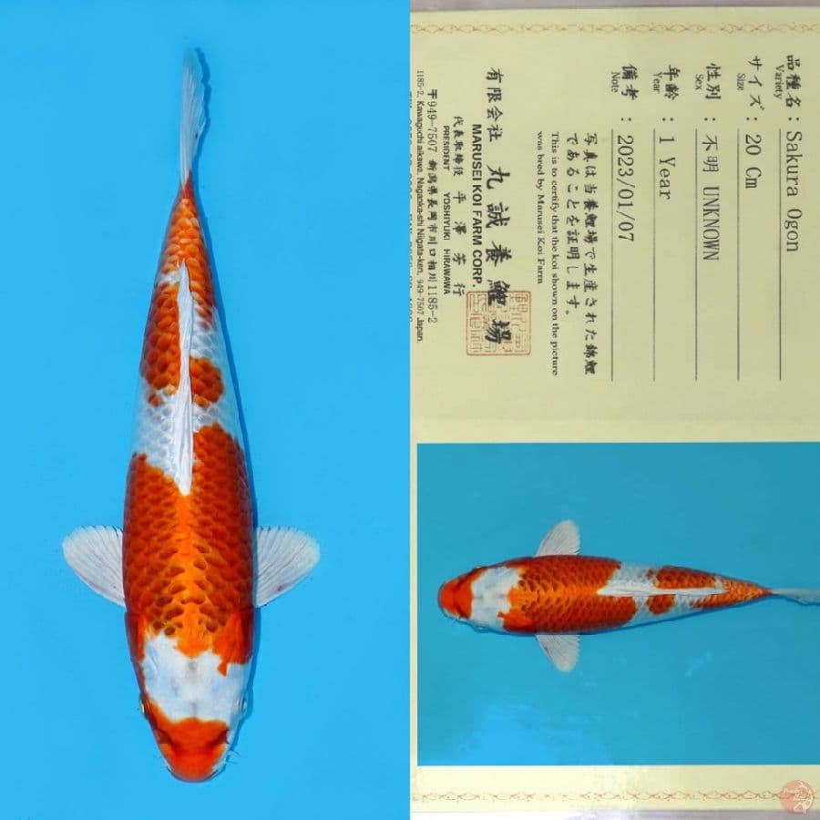 MARUSEI SAKURA OGON SQ 28CM (rare)