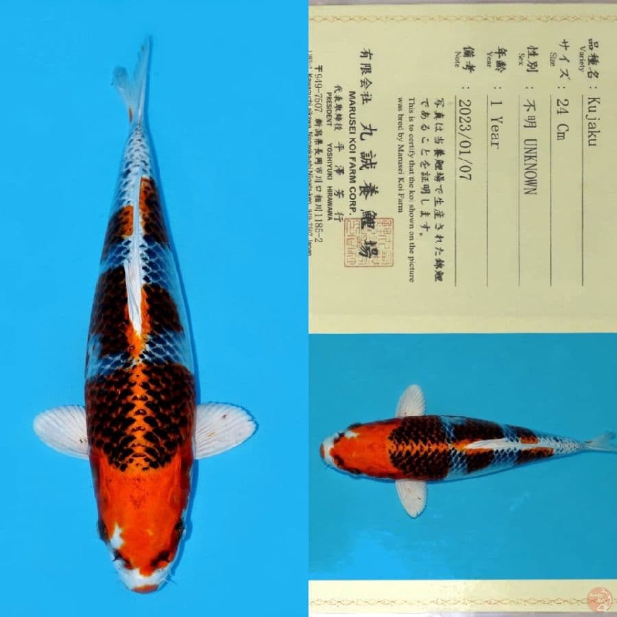 MARUSEI KUJAKU 32CM HQ 32CM