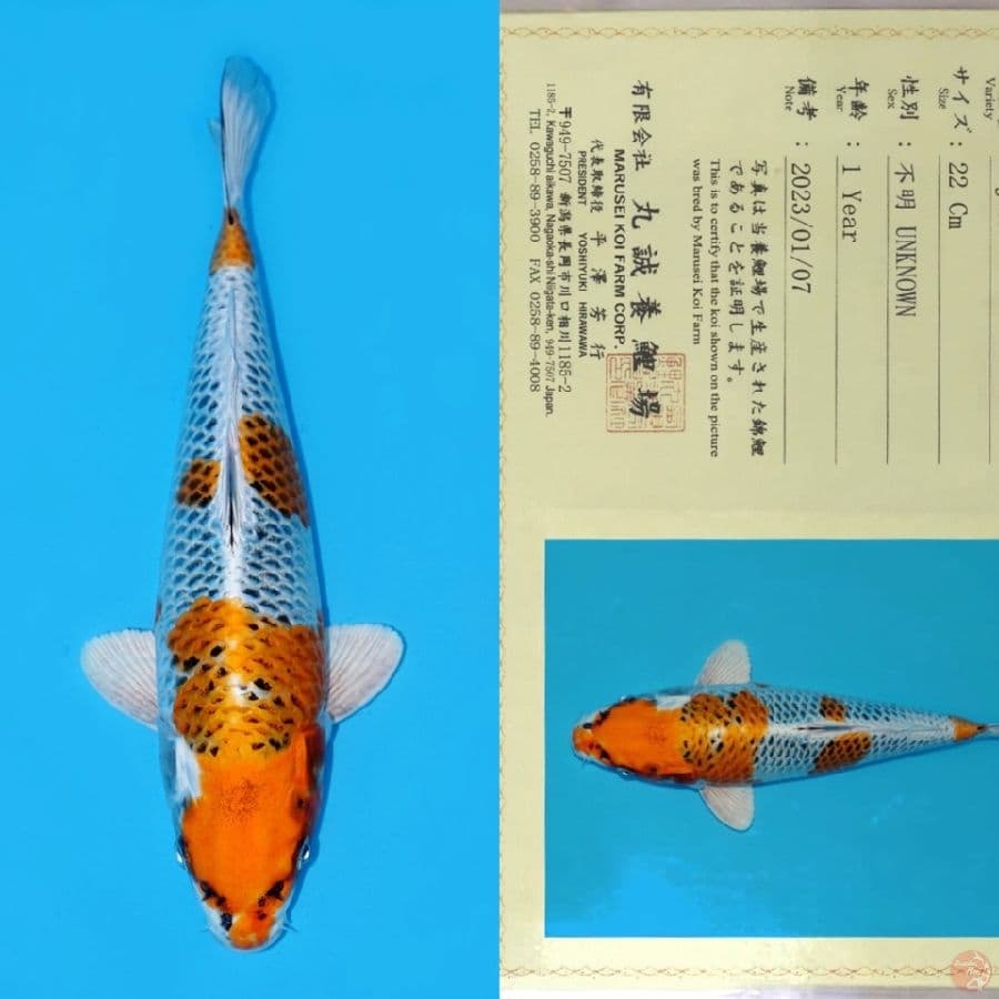 MARUSEI KUJAKU HQ 31CM