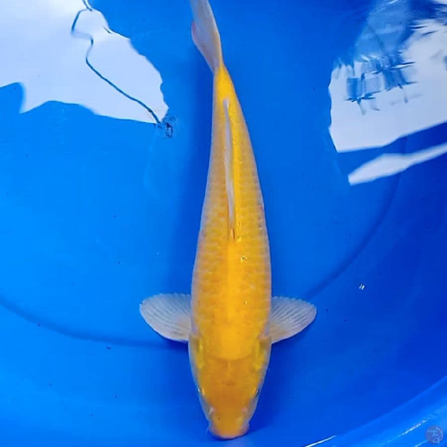 37cm KARASI MATA MERAH