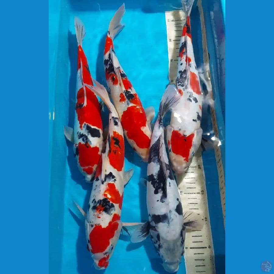 SANKE SHOWA SHIRO DOITSU 34-40 CM