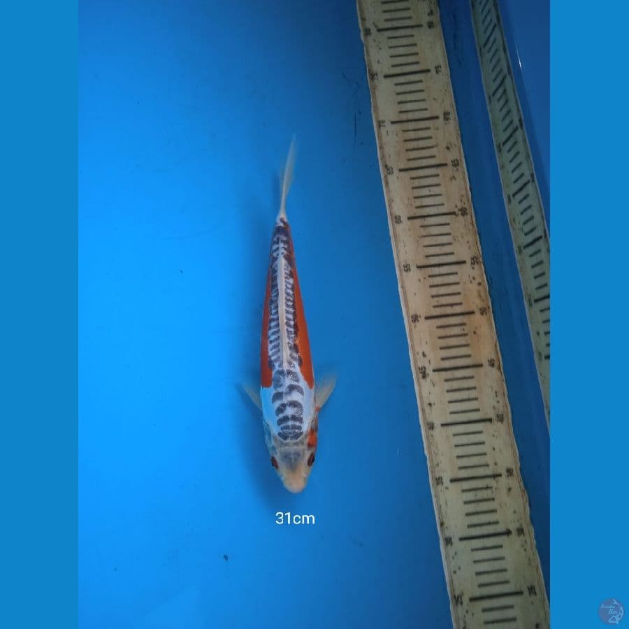 shusui 31cm